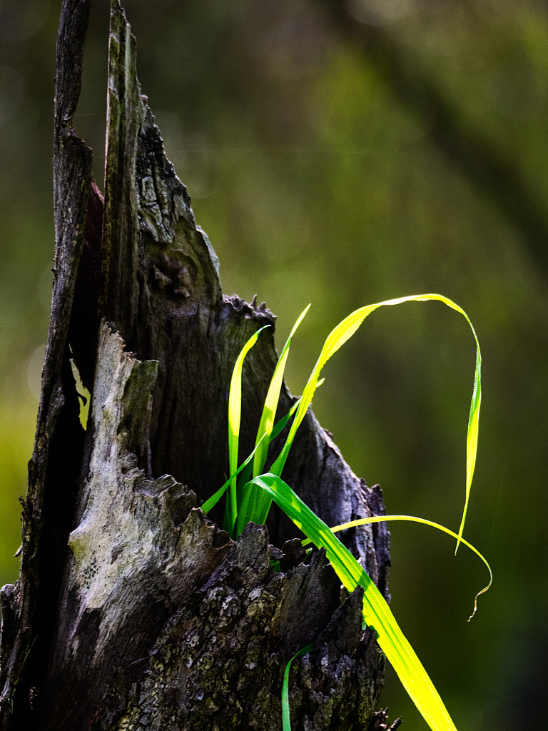 Toodyay Stump #2 by Paul Amyes on 500px.com