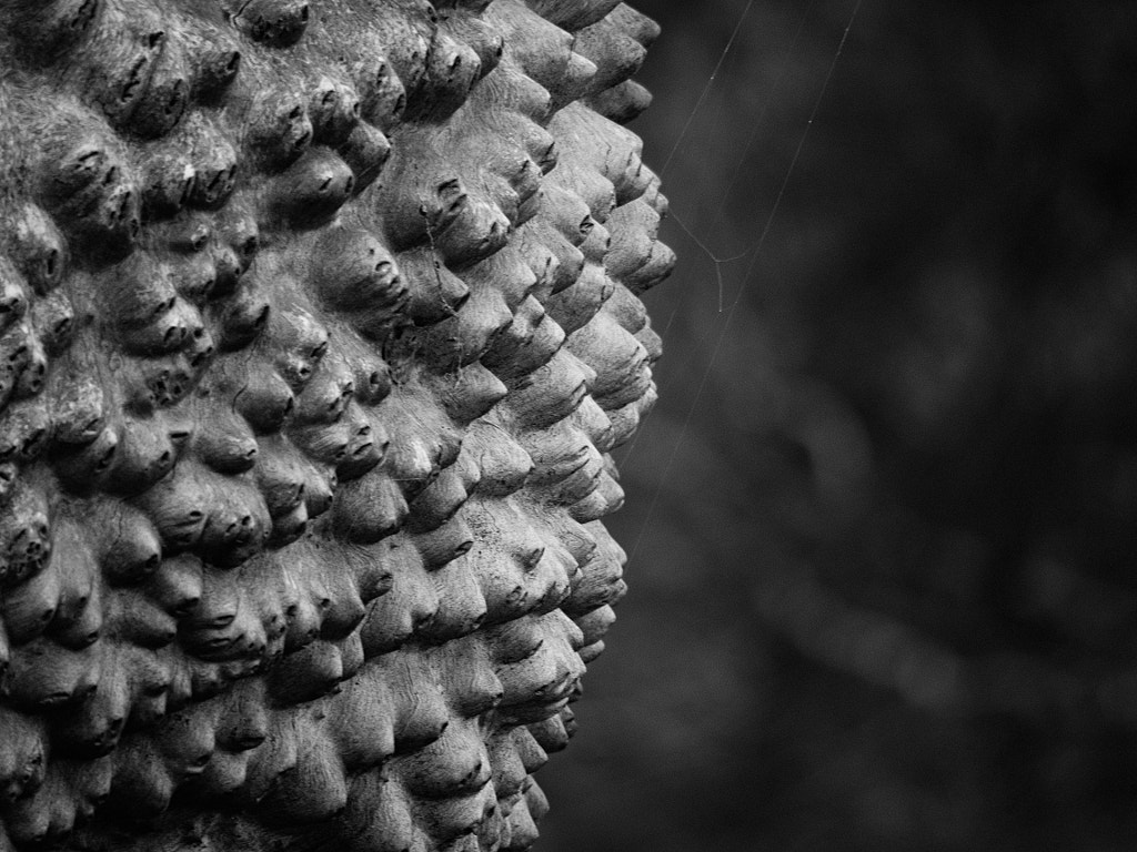 Knobbly by Paul Amyes on 500px.com