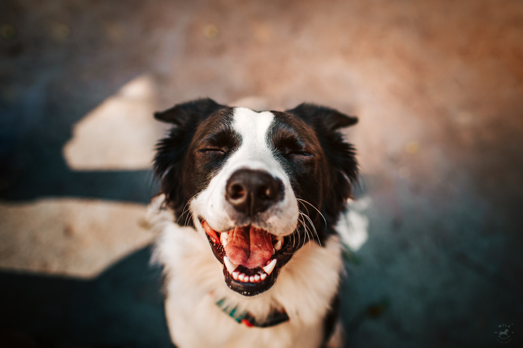 Happy pup, happy life by Helena Lopes on 500px.com