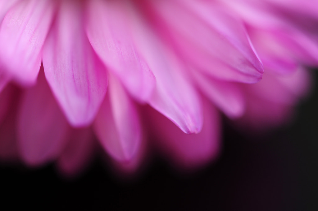 Aster by Olena Ishchuk on 500px.com