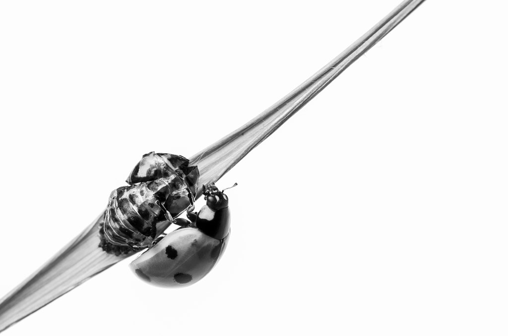 New life by Markus Kauppinen on 500px.com