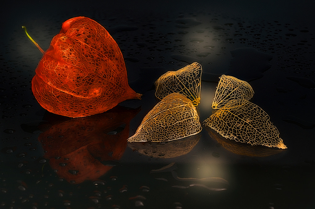 Physalis Nature Beautys by Erwin Staudt on 500px.com