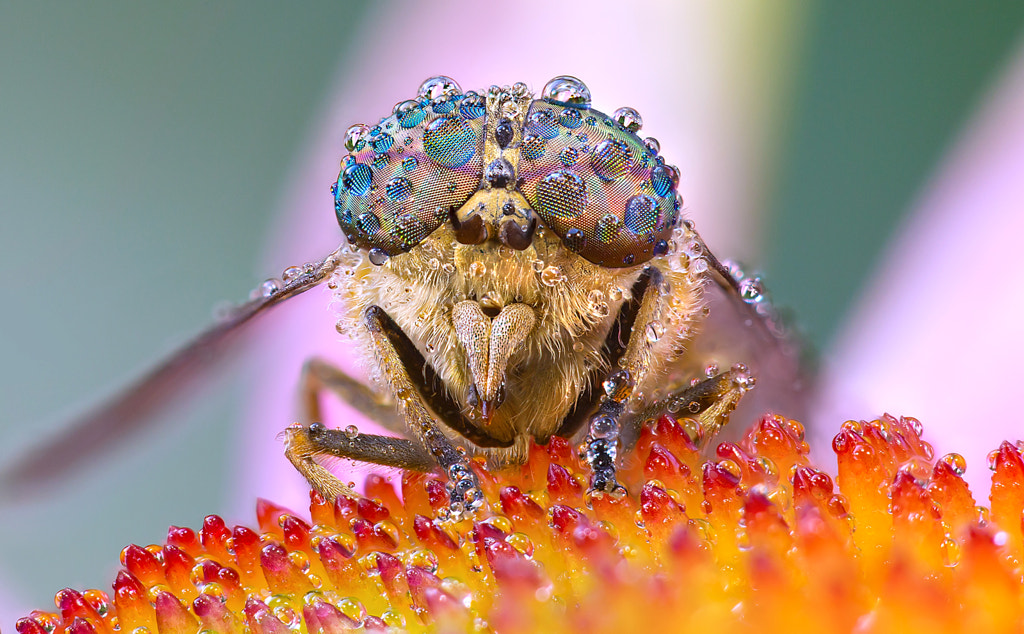 The eye of the fly by Johan Scholtens on 500px.com