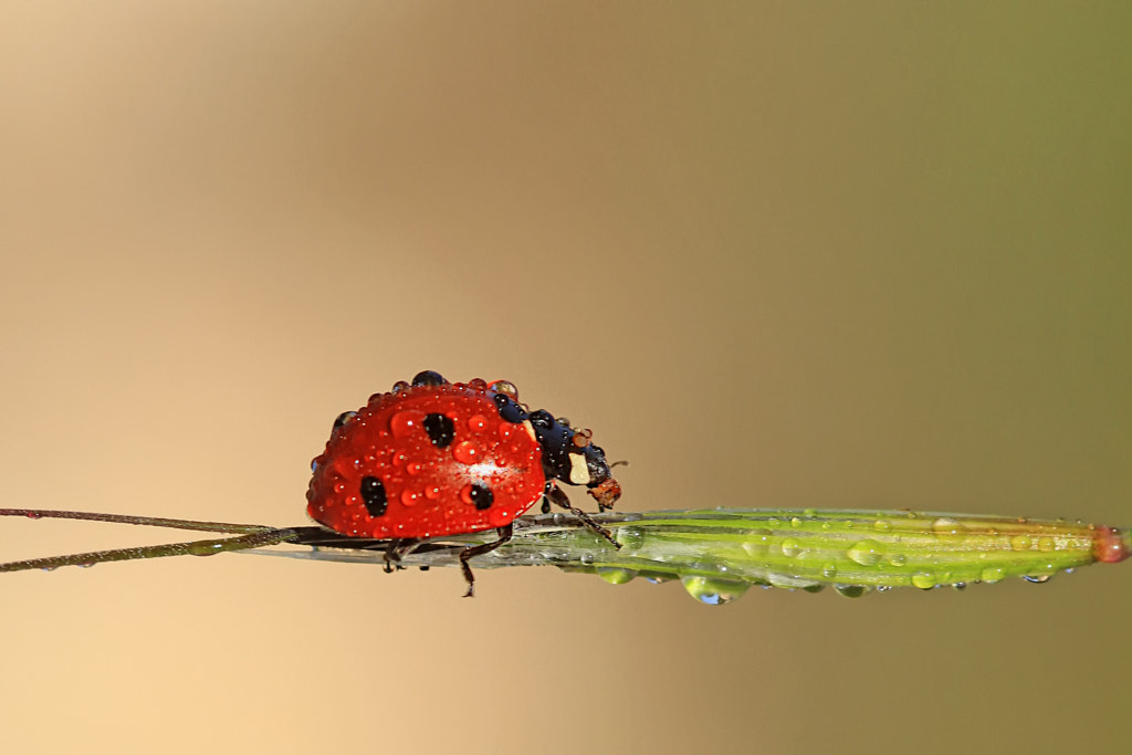 Ladybug by Necdet Yasar on 500px.com