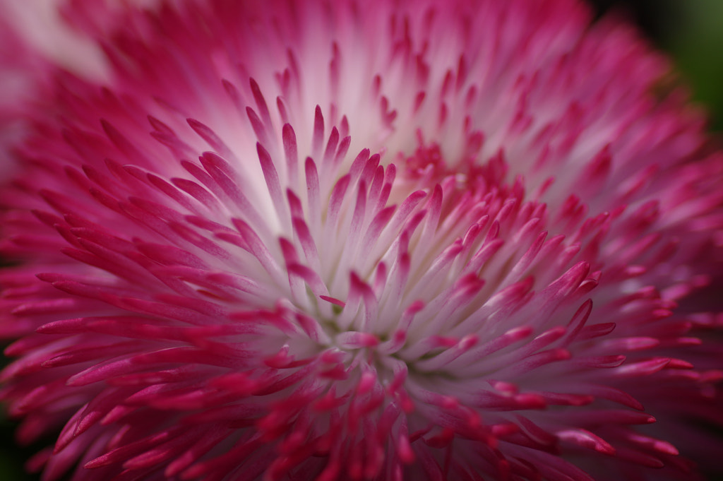 Red is the color by Franck Lefevre on 500px.com