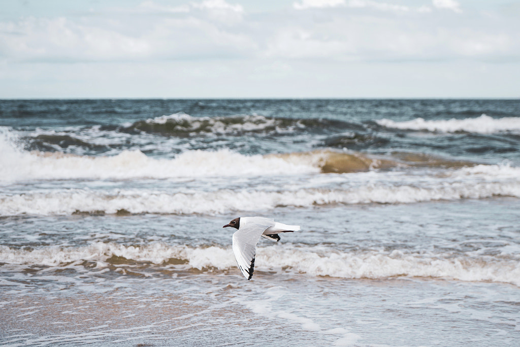 Surfing Seagull, автор — Jack Orion на 500px.com