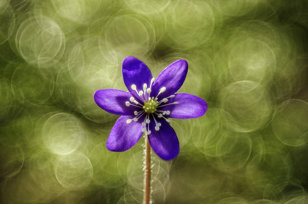 Hepatica nobilis by Markus Kauppinen on 500px.com