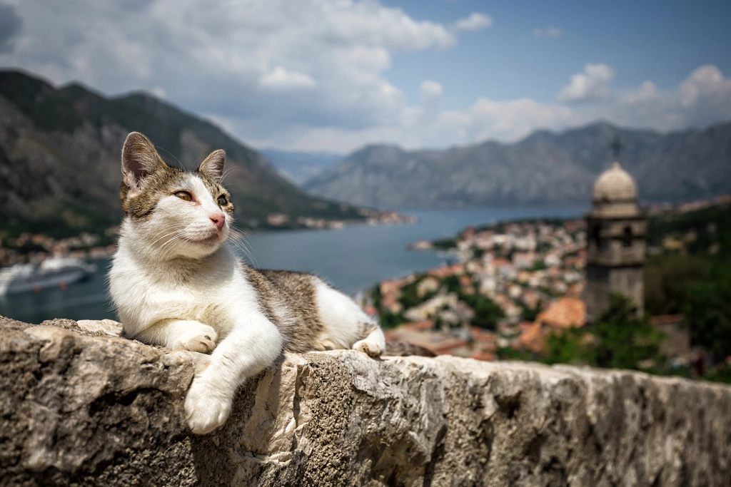 Cat in Kotor, автор — Thomas Reuter на 500px.com