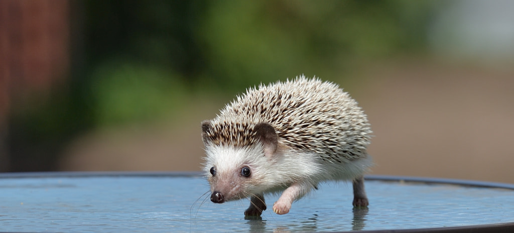 Hedgehog 10 Cutest Animals In The World 