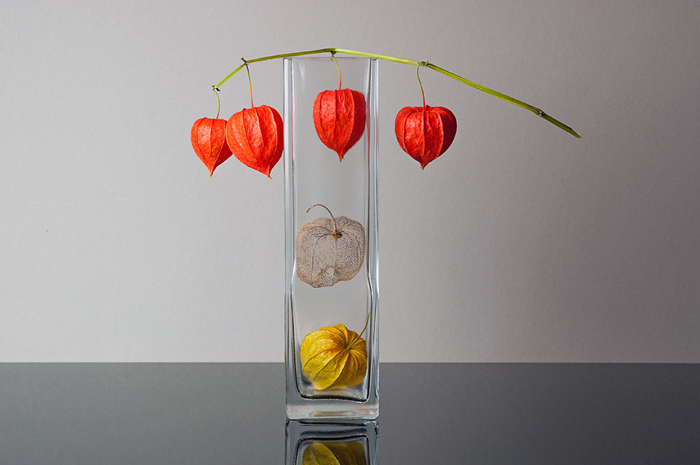 Physalis by Dirk Stolz on 500px.com