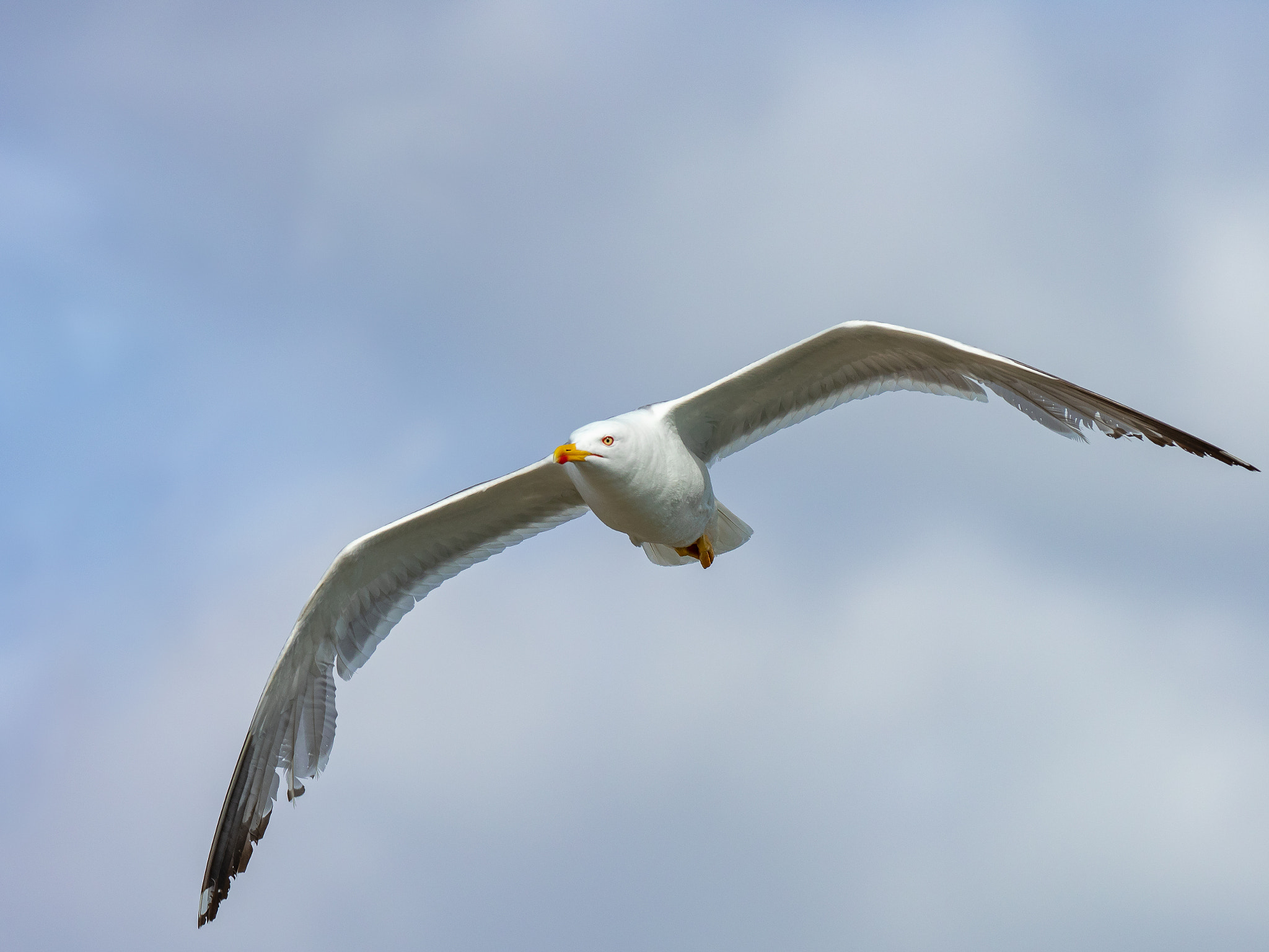 Mouette en vol