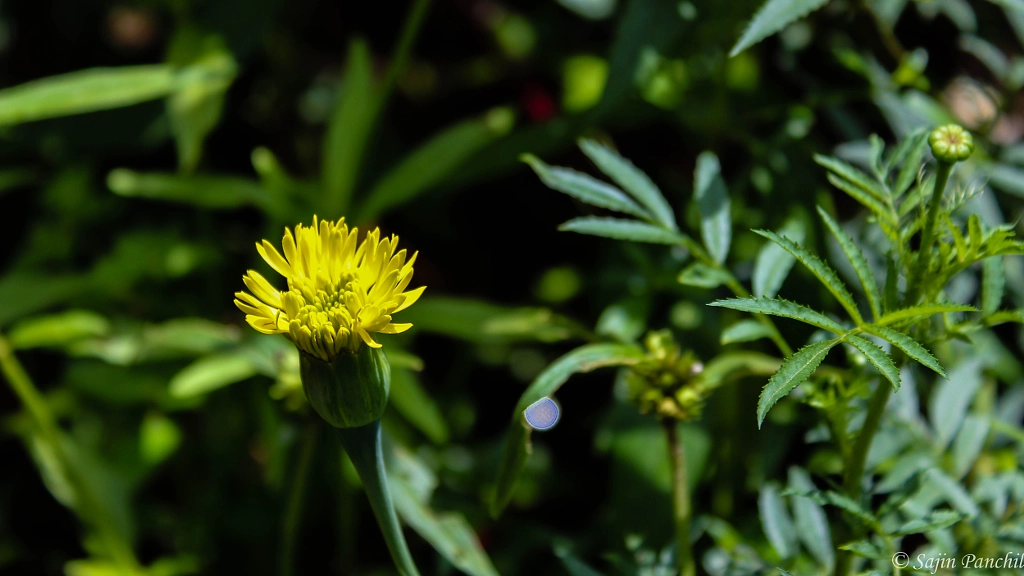 Dandelion by Sajin Panchil on 500px.com