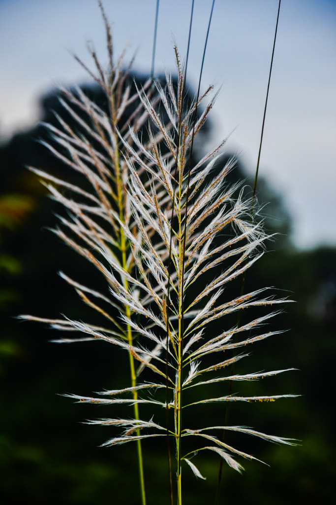 The flowers by Sagar Deb on 500px.com