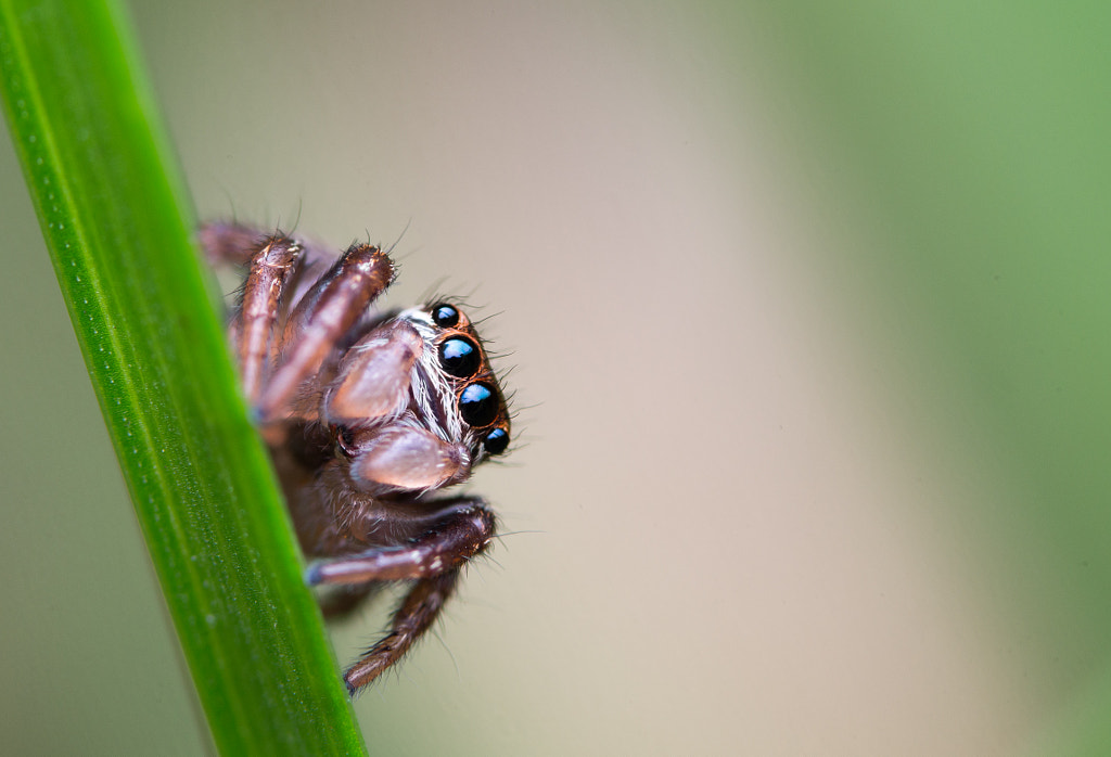 Jumping spider by Kurt Hohenbichler on 500px.com