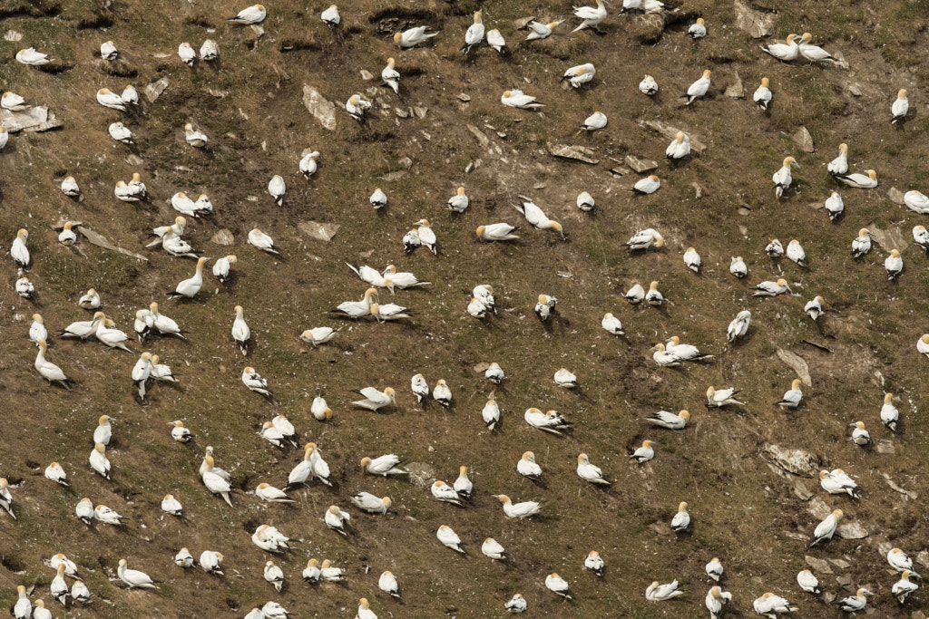 Northern gannets colony by Zdenek Jakl on 500px.com