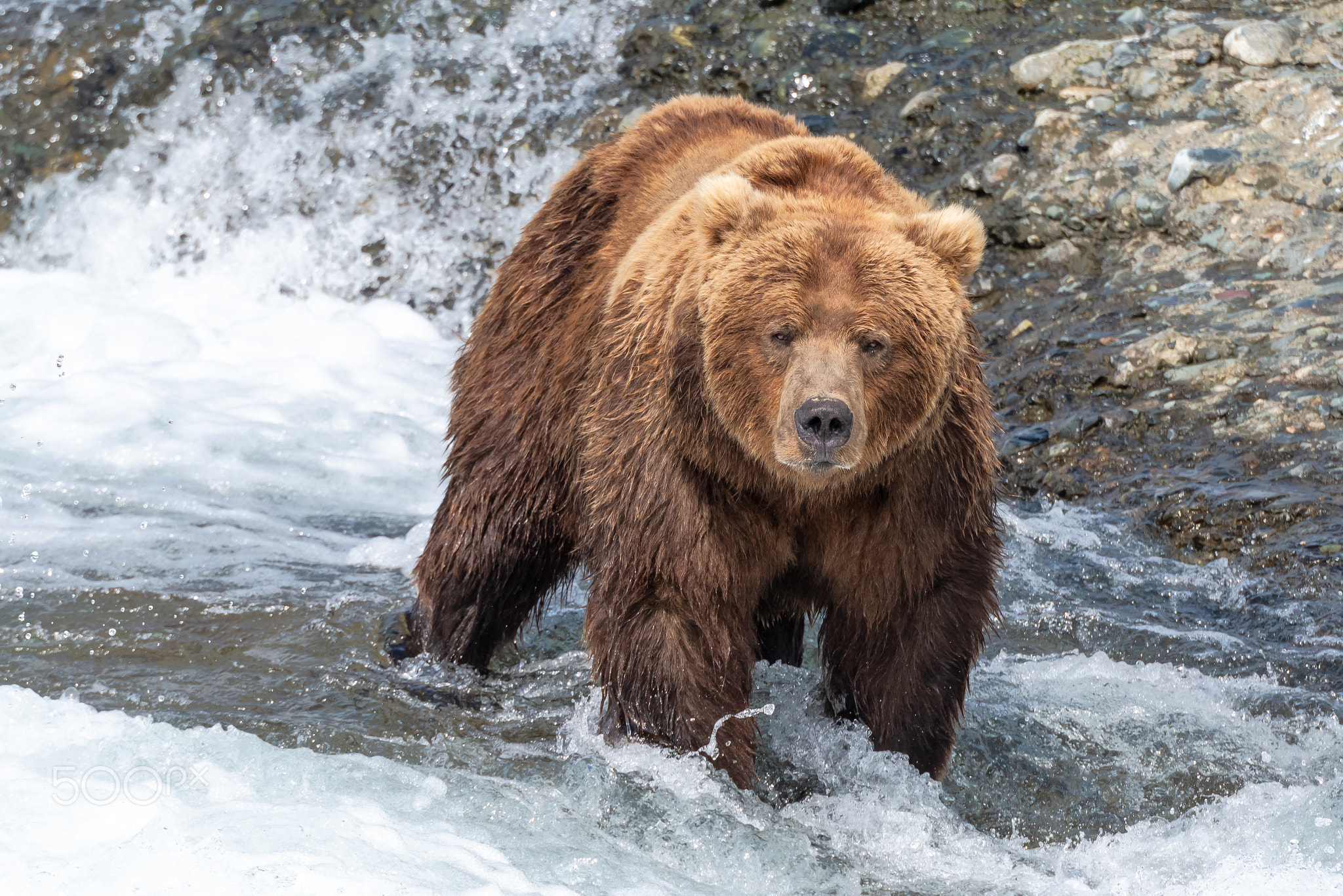 Wading Bear