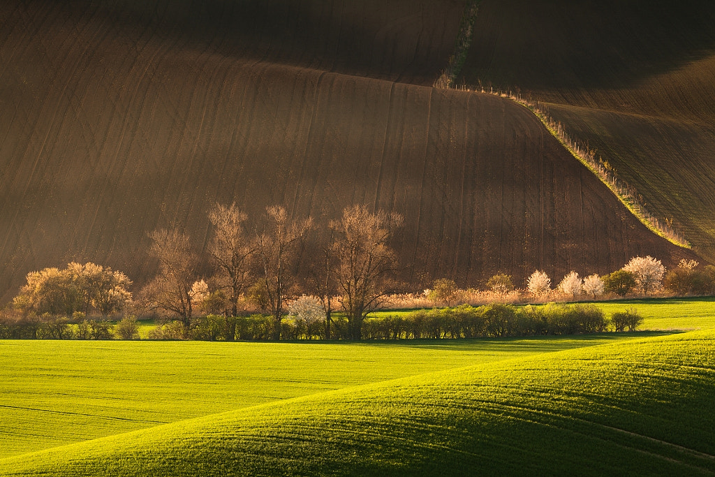 Spring evening at Moravian Slovakia by Daniel Řeřicha on 500px.com