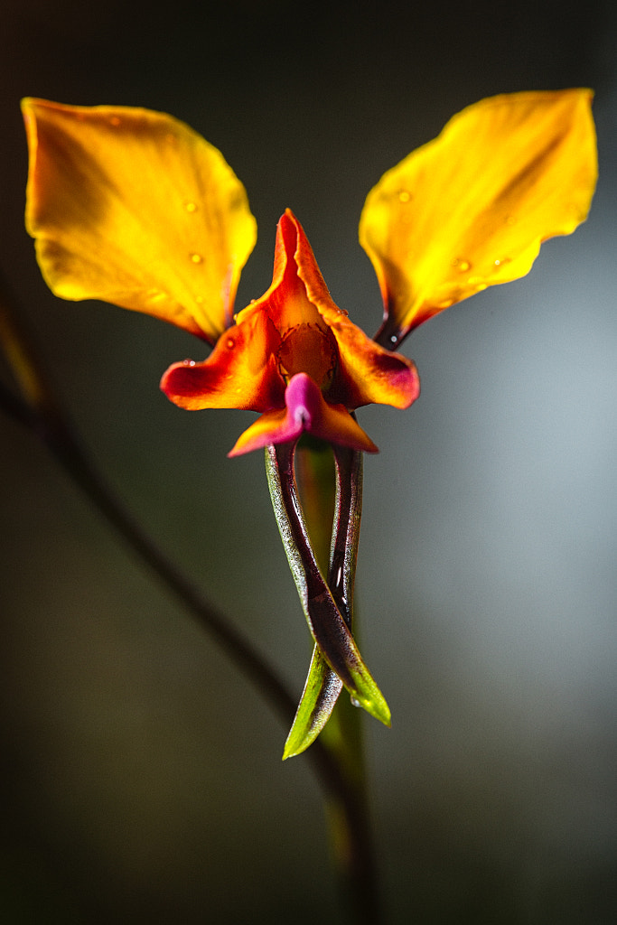 Pansy Orchid by Paul Amyes on 500px.com