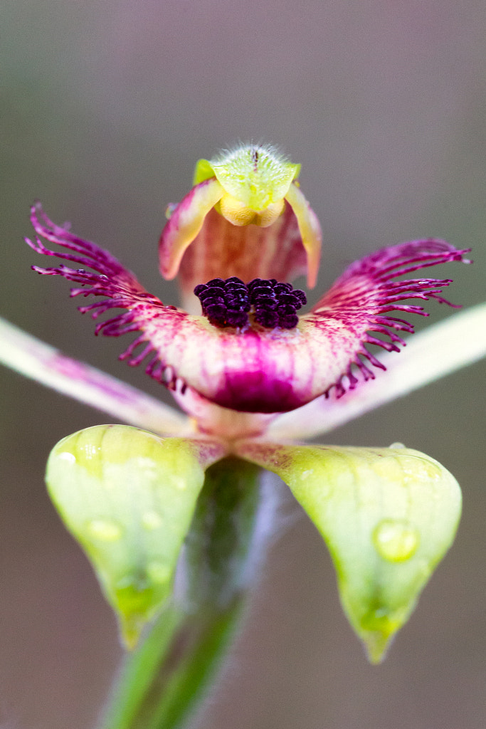 Dancing Spider Orchid by Paul Amyes on 500px.com