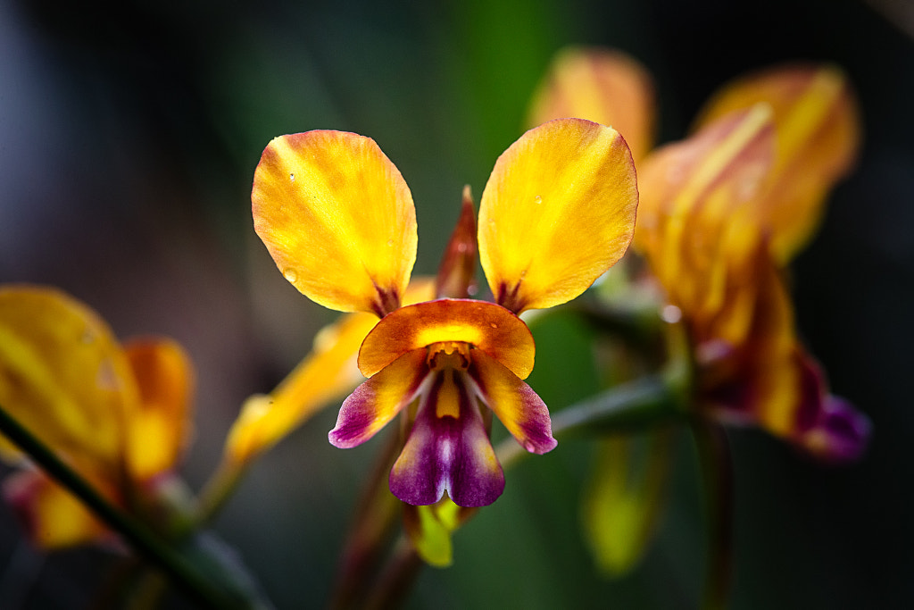 Pansy Orchid by Paul Amyes on 500px.com