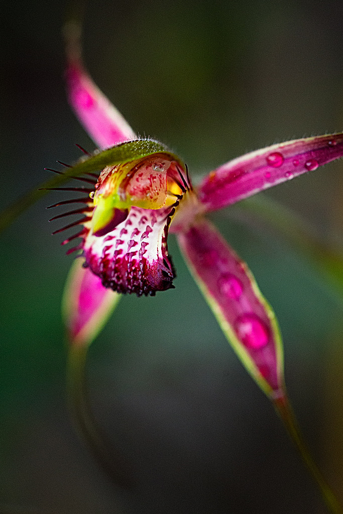 Carousel Spider Orchid by Paul Amyes on 500px.com