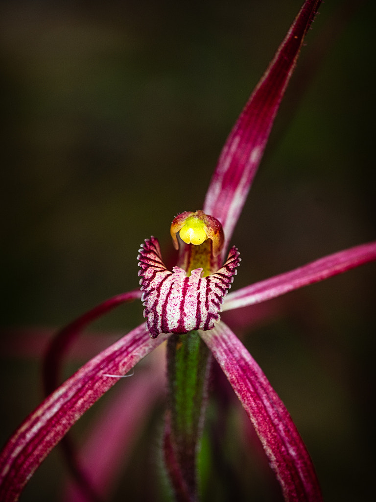 Crimson Spider Orchid by Paul Amyes on 500px.com