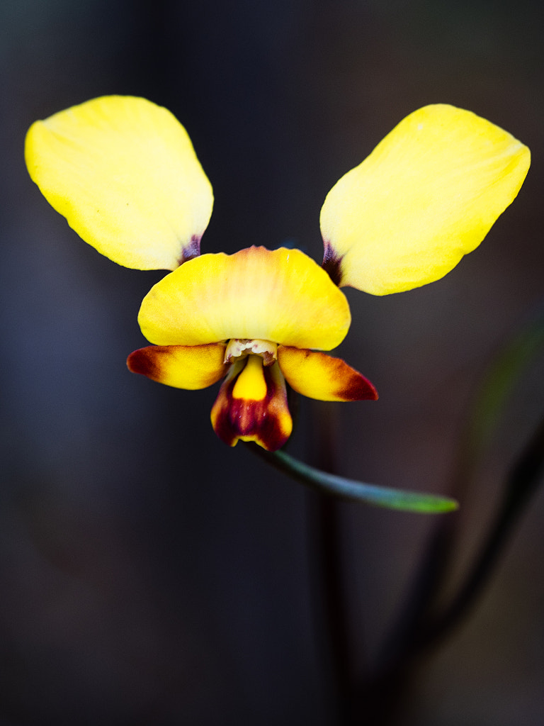 Dainty Donkey Orchid by Paul Amyes on 500px.com