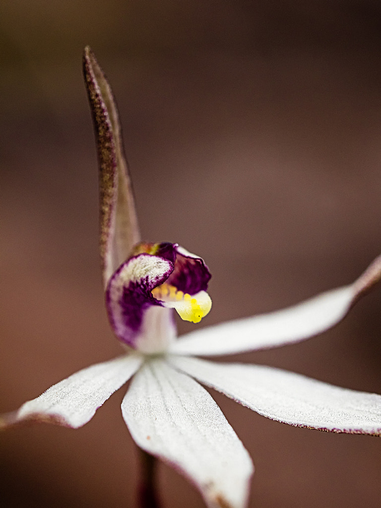 Sugar Orchid by Paul Amyes on 500px.com