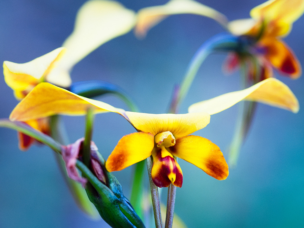 Yellow Granite Donkey Orchid by Paul Amyes on 500px.com