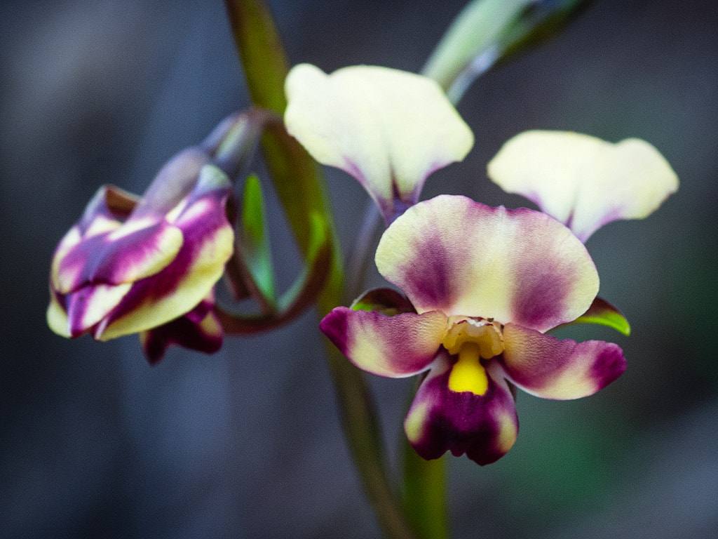 Mottled Donkey Orchid by Paul Amyes on 500px.com