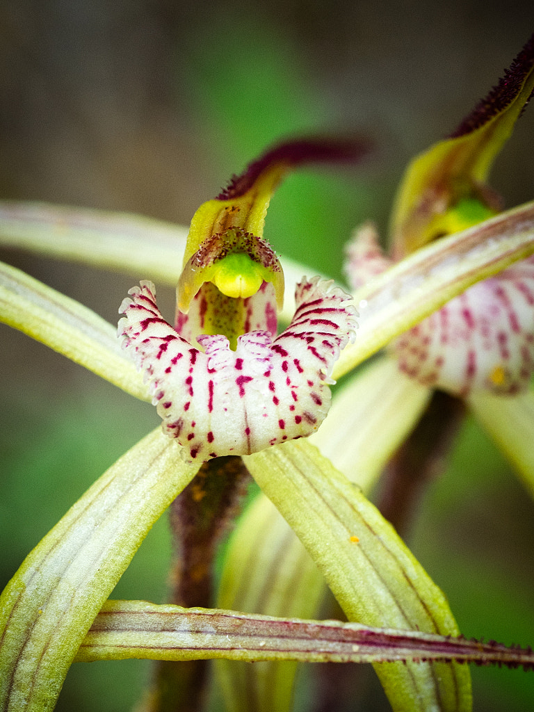Chameleon Spider Orchid by Paul Amyes on 500px.com