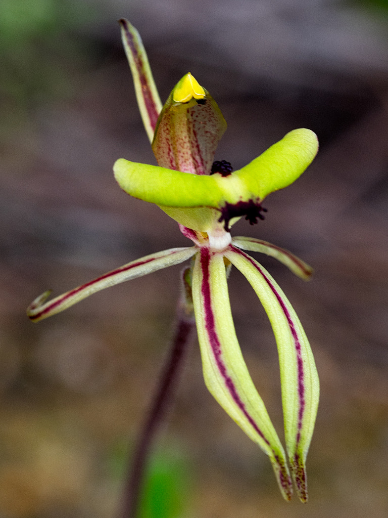 Clown Orchid by Paul Amyes on 500px.com