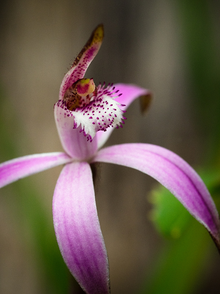 Pink Candy Orchid by Paul Amyes on 500px.com