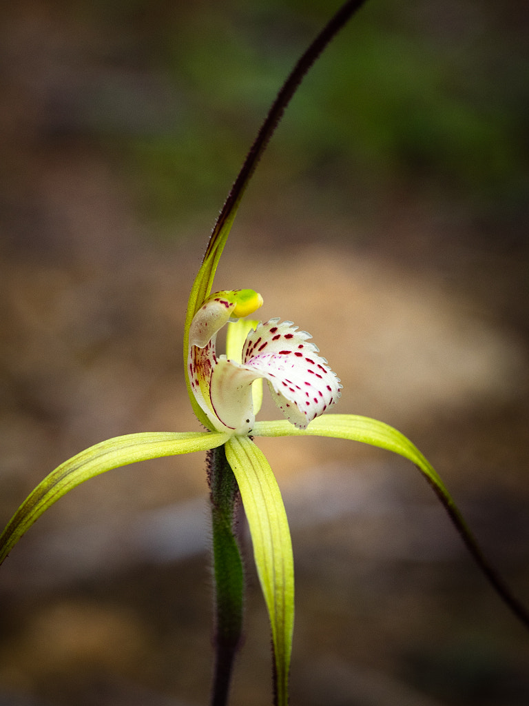 Yellow Spider Orchid by Paul Amyes on 500px.com