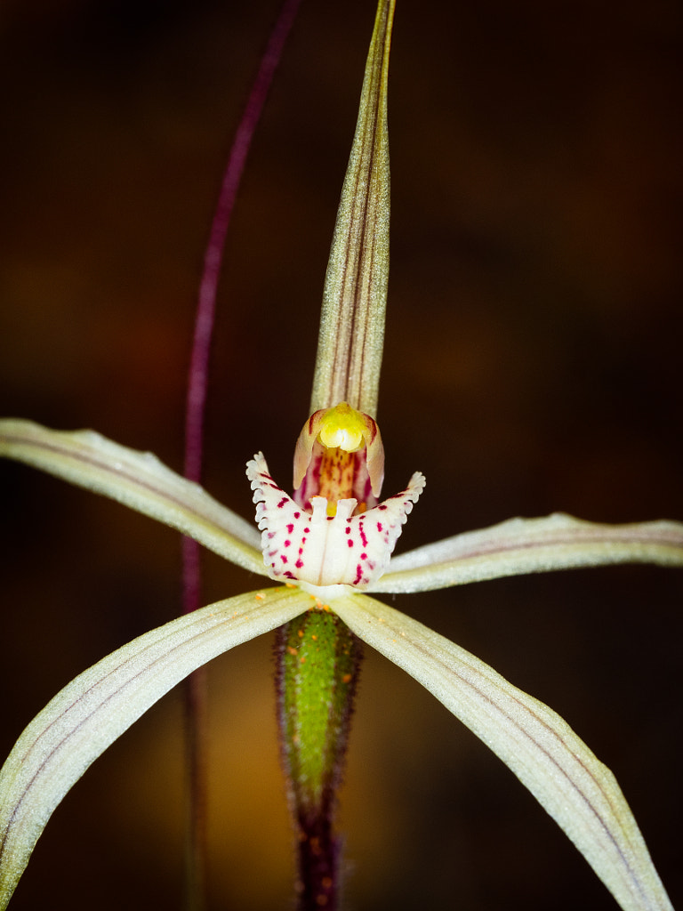 Salt Lake Spider Orchid by Paul Amyes on 500px.com