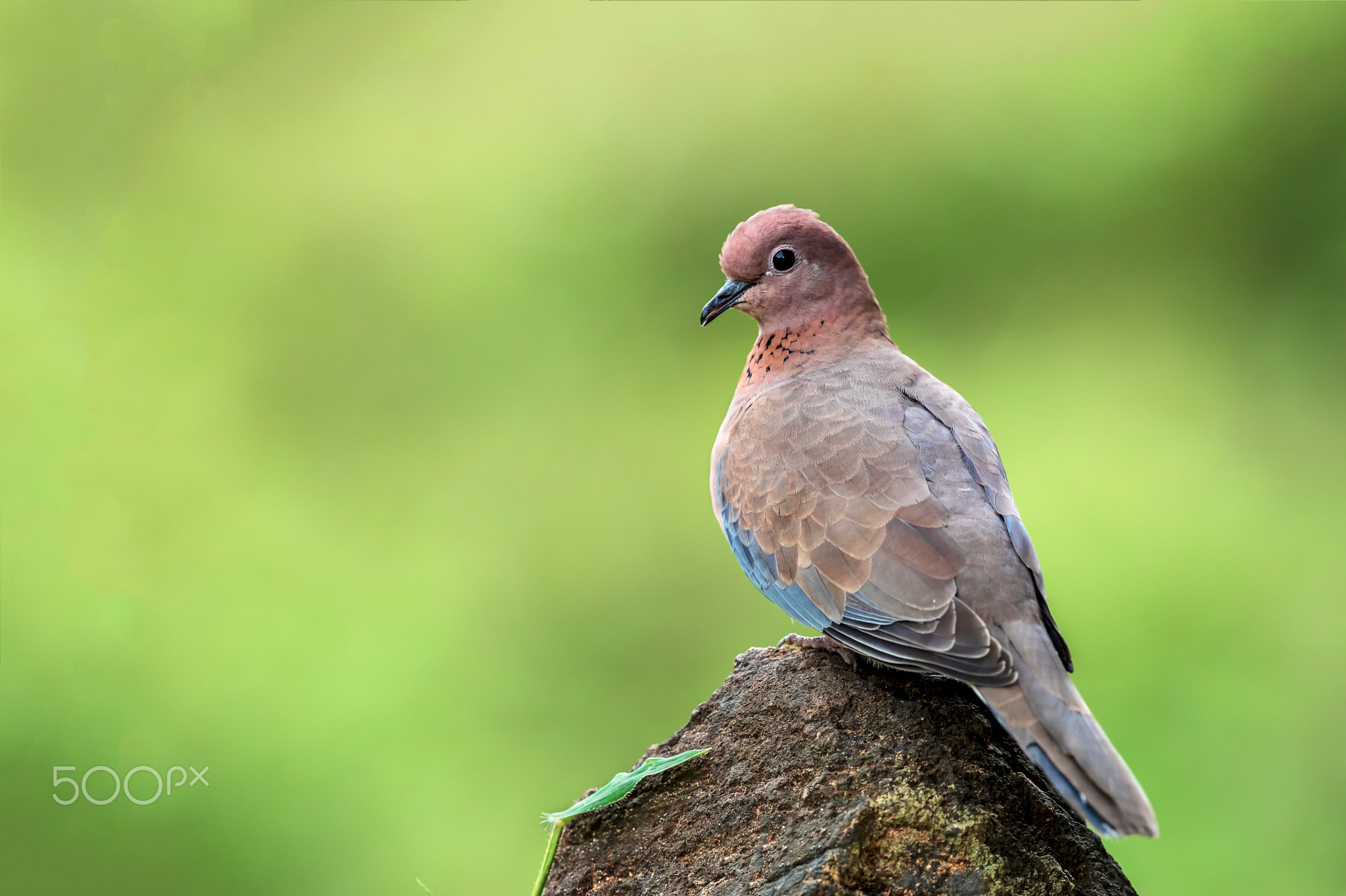 Laughing Dove