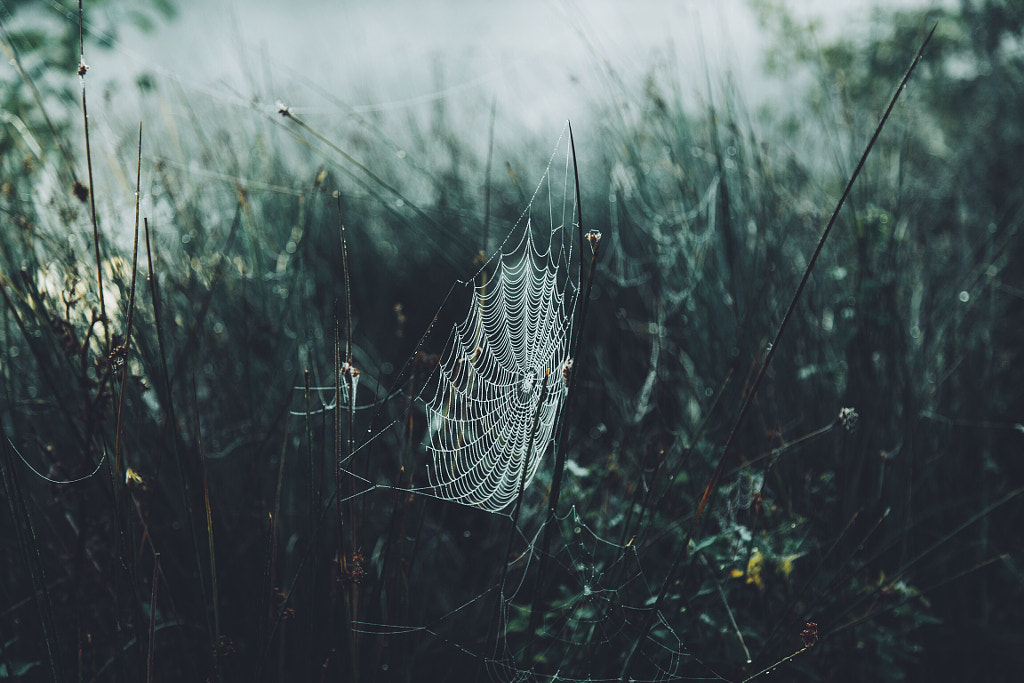 Morning Web by Daniel Casson on 500px.com