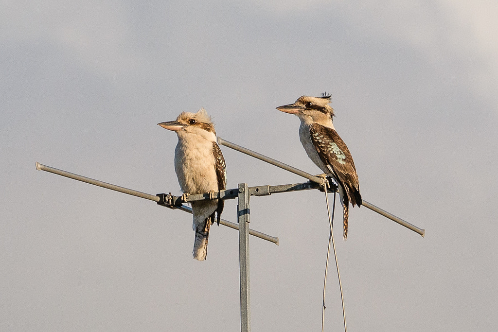 Laughing Kookaurras by Paul Amyes on 500px.com
