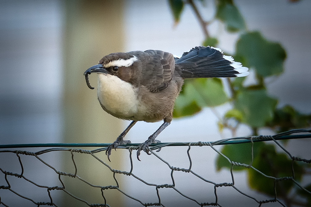 White-browed babbler by Paul Amyes on 500px.com