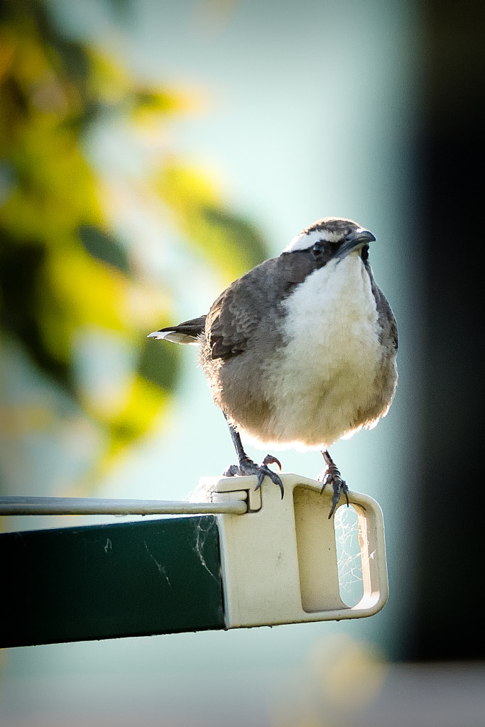White-browed babbler by Paul Amyes on 500px.com