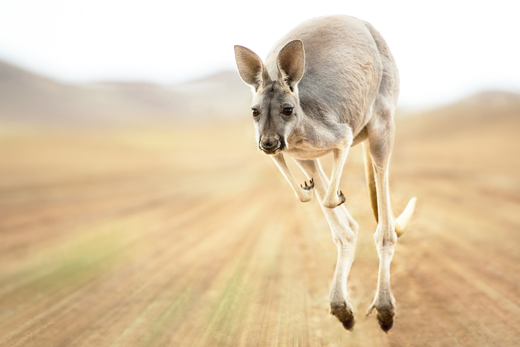Speedy Skippy by Irca & Jacky K. on 500px.com