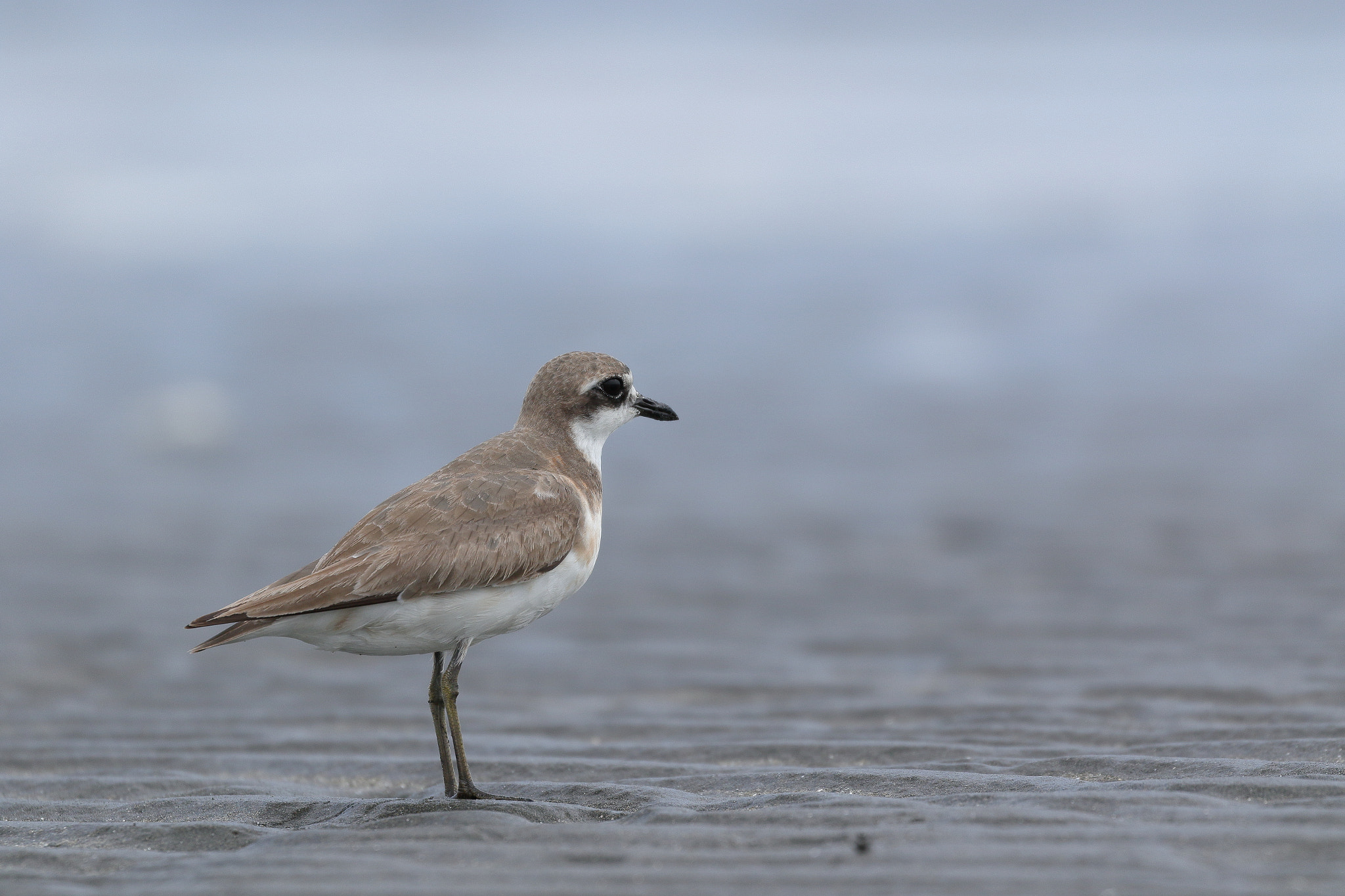 lost in thought 3256