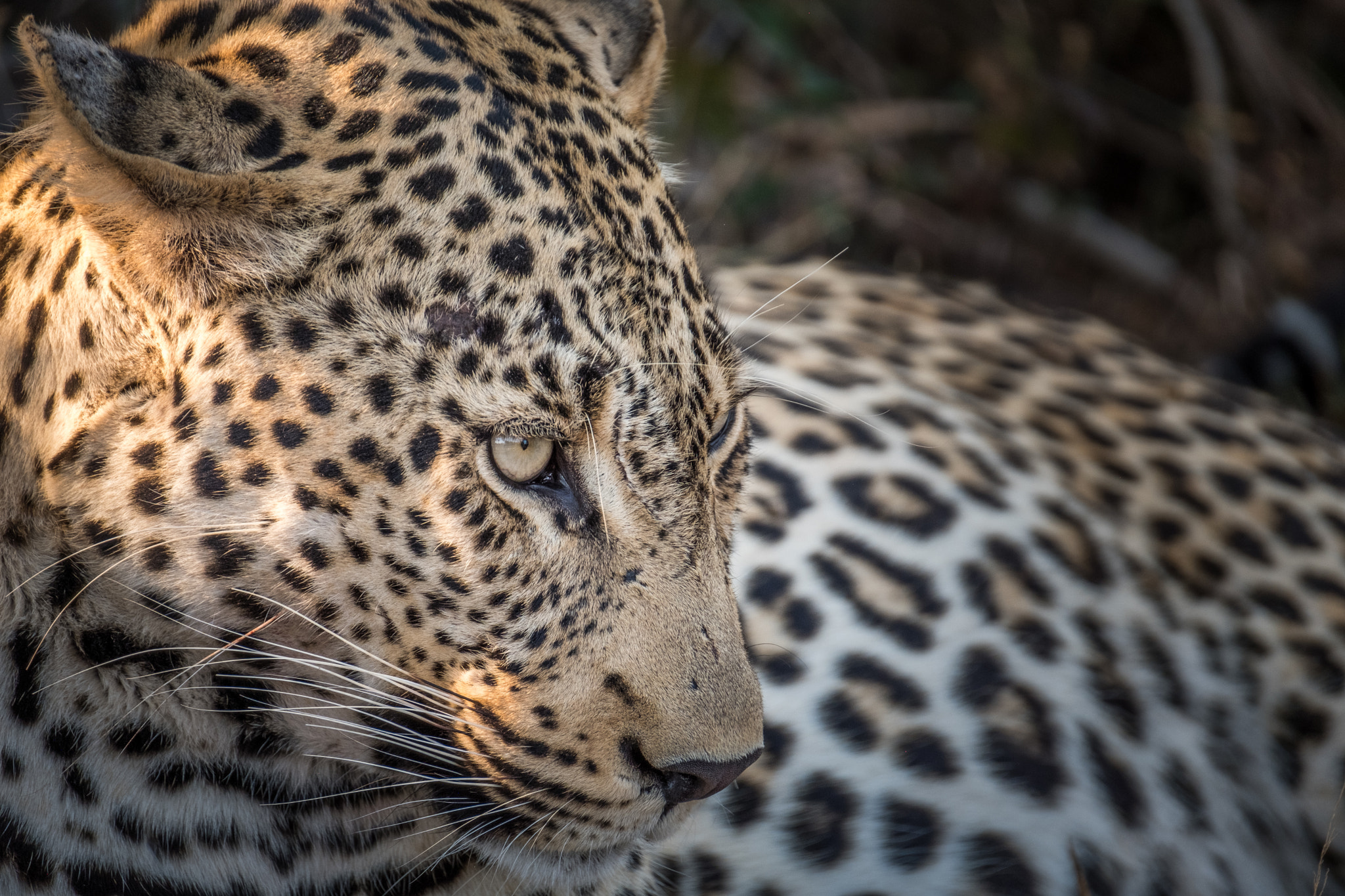 Leopard Portrait