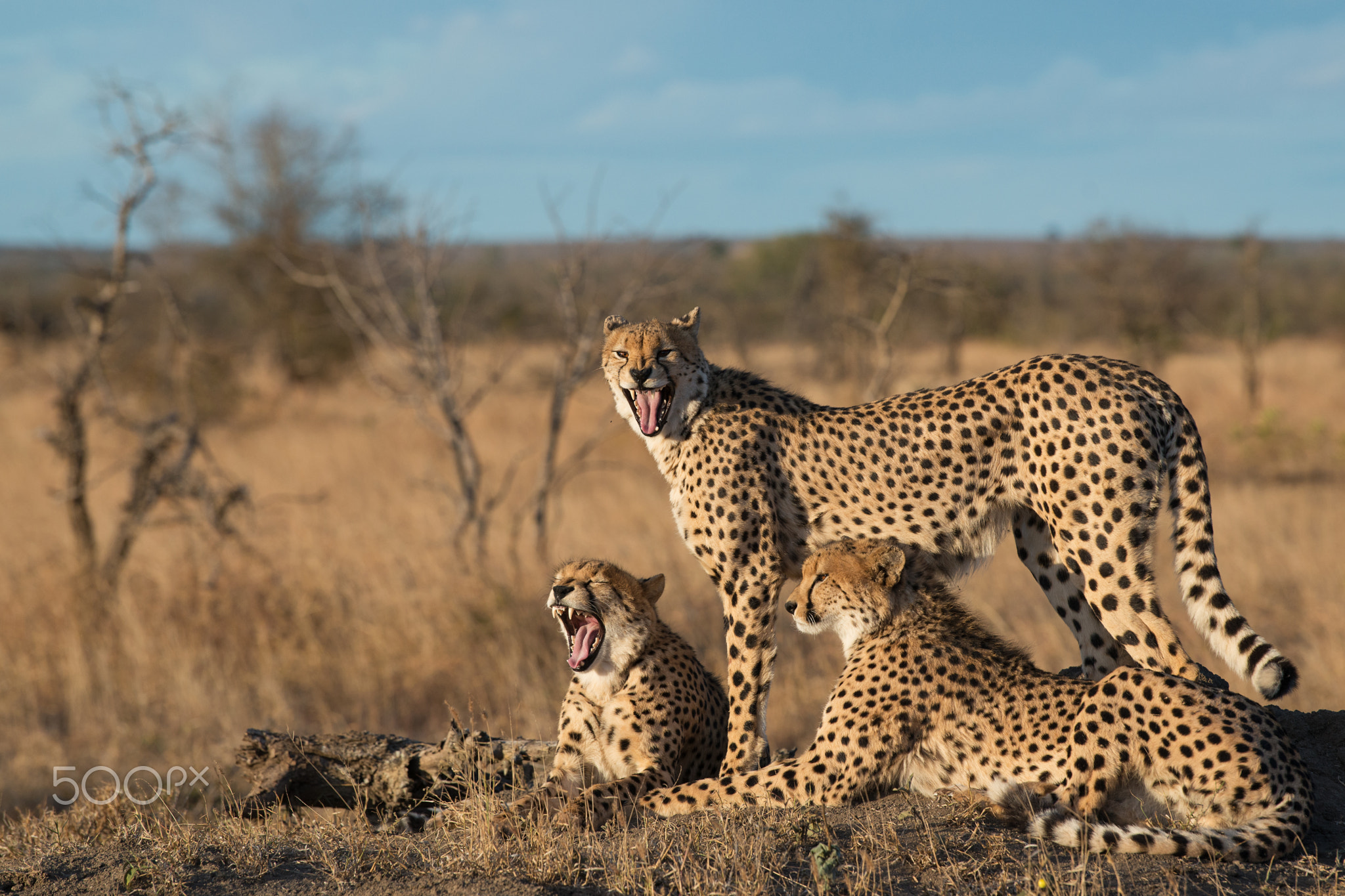 Cheetah brothers from Kruger