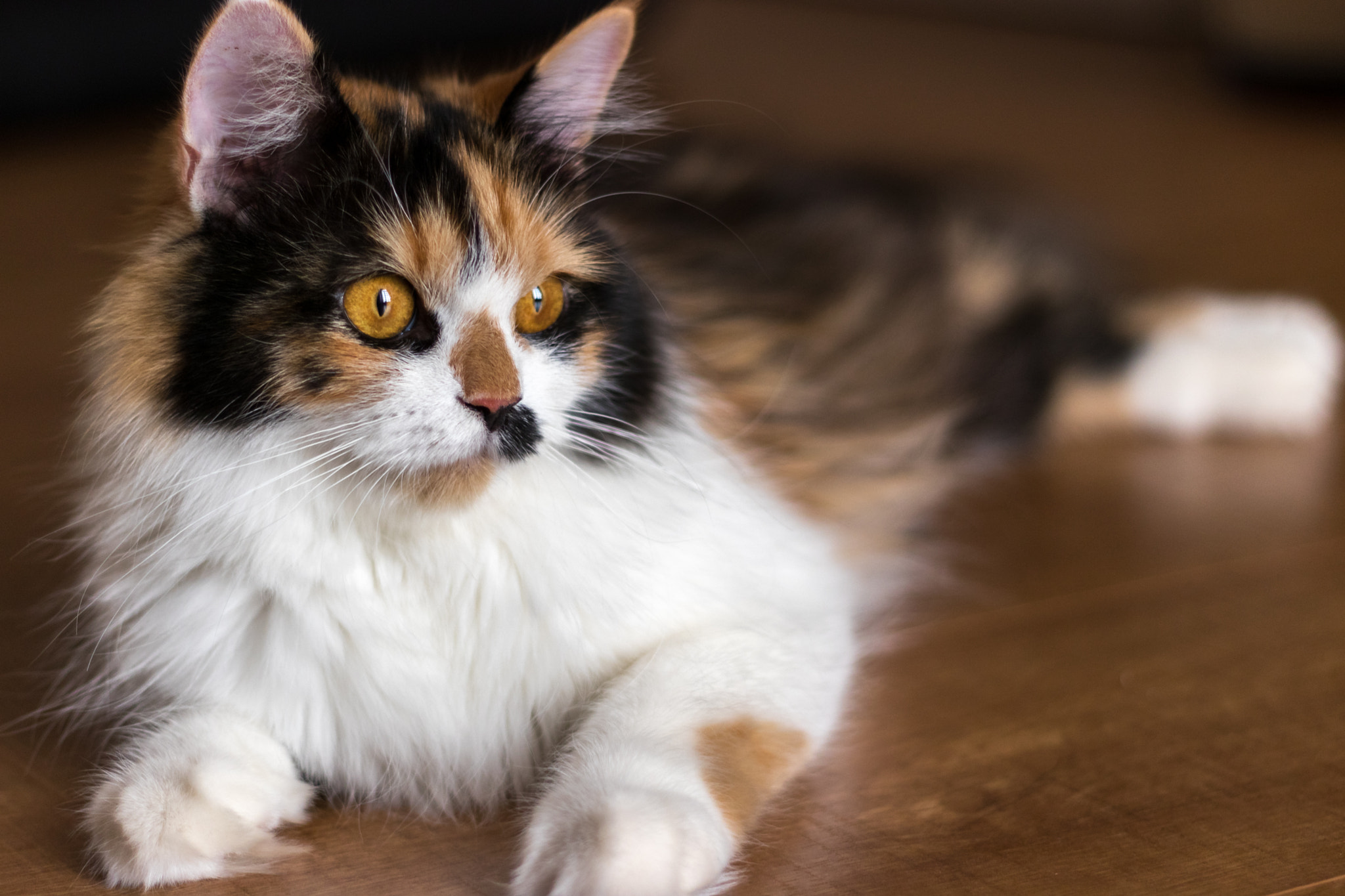 Calico Cat