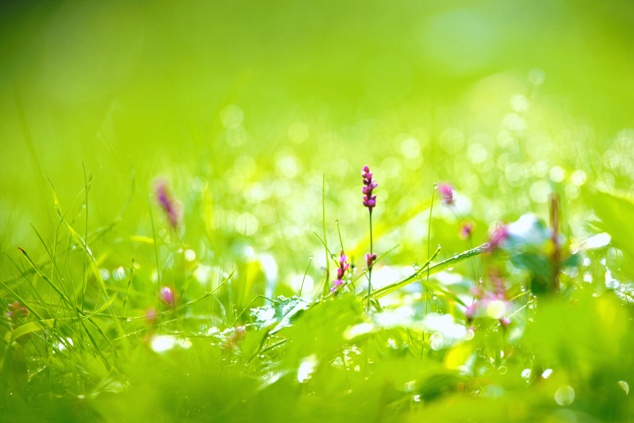 After the rain.