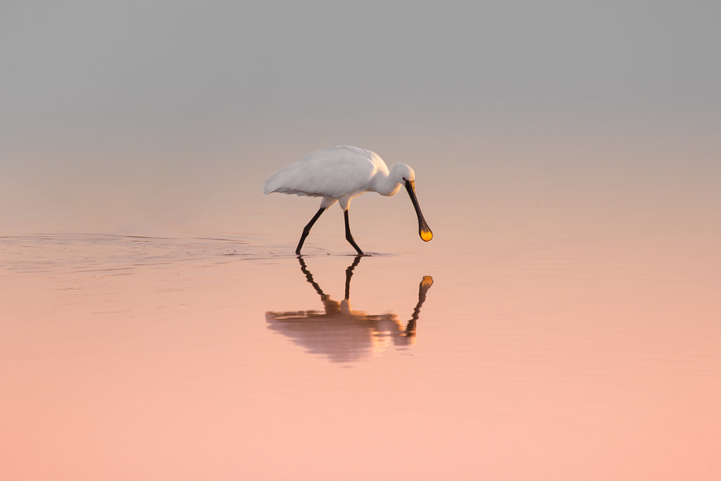 Spoonbill by Natalia Rublina on 500px.com