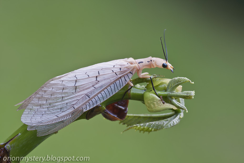 Canon EOS 40D sample photo. Dobsonfly photography