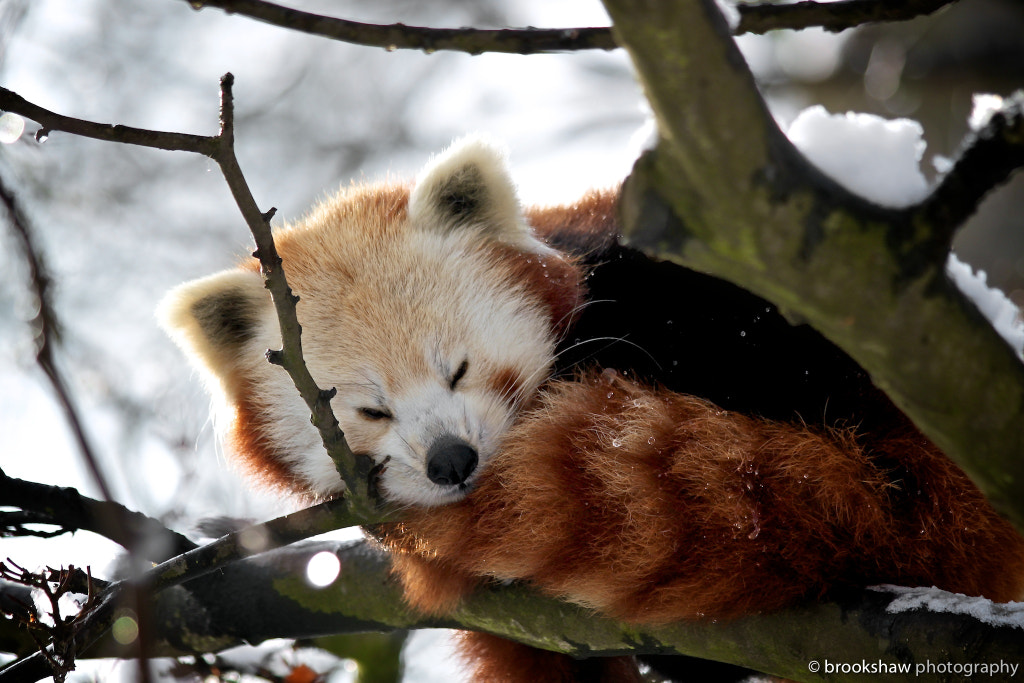 Photos Of Red Pandas Slacking Off That Are Really Cute 500px