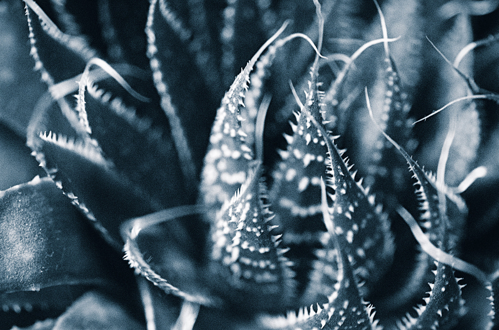 Haworthia by Alex Wendes on 500px.com